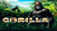 gorilla_image