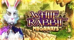 white_rabbit_image